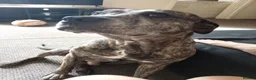 Mixed Breed dogs for sale: Amstaff x mastiff  in Bradford - Advert 6