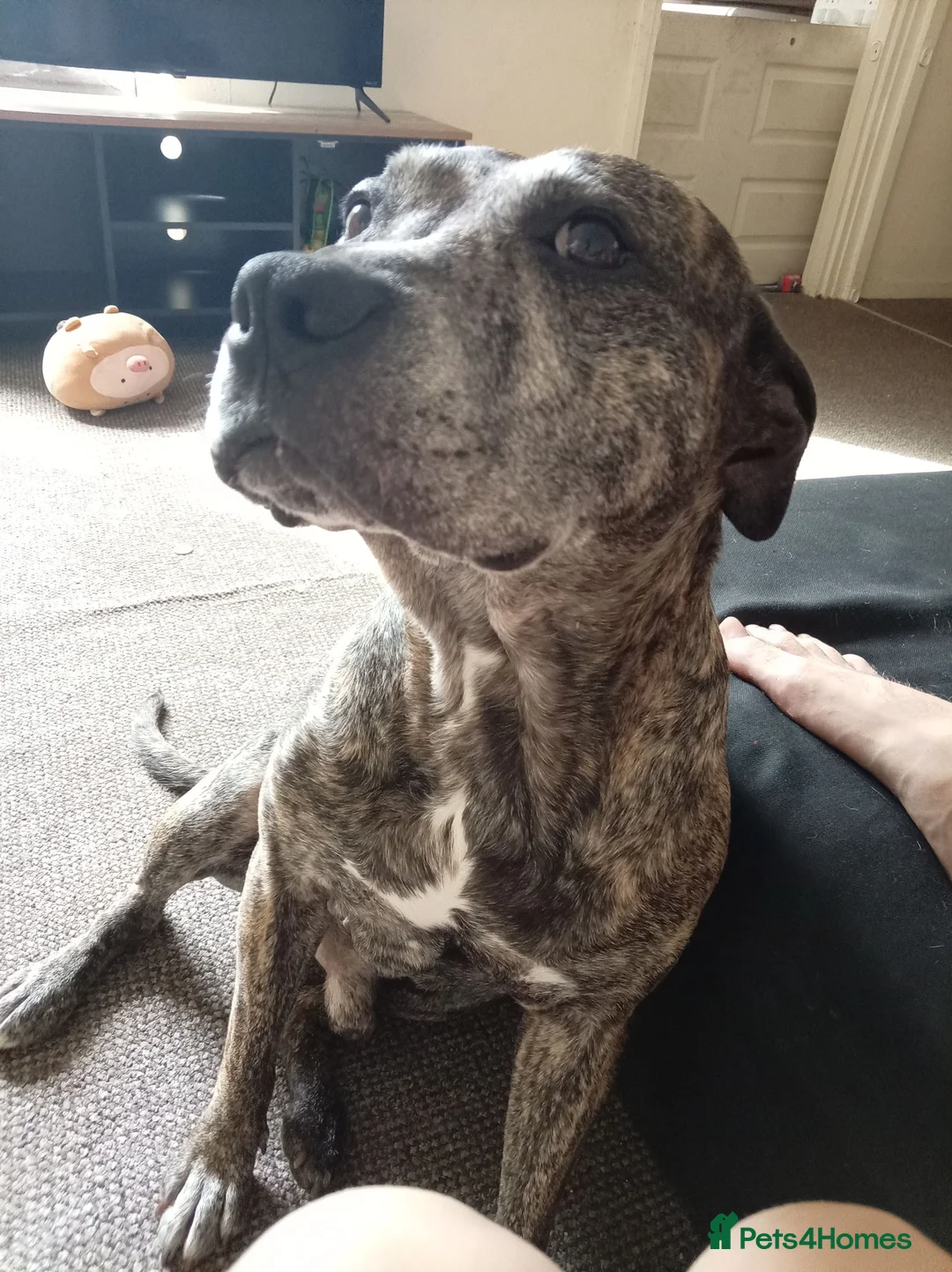 Mixed Breed dogs for sale: Amstaff x mastiff  in Bradford - Advert 6