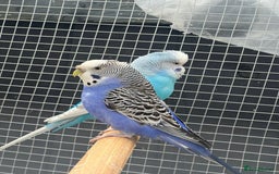 Budgerigars birds for sale: Budgies with flight cage  - Image 3