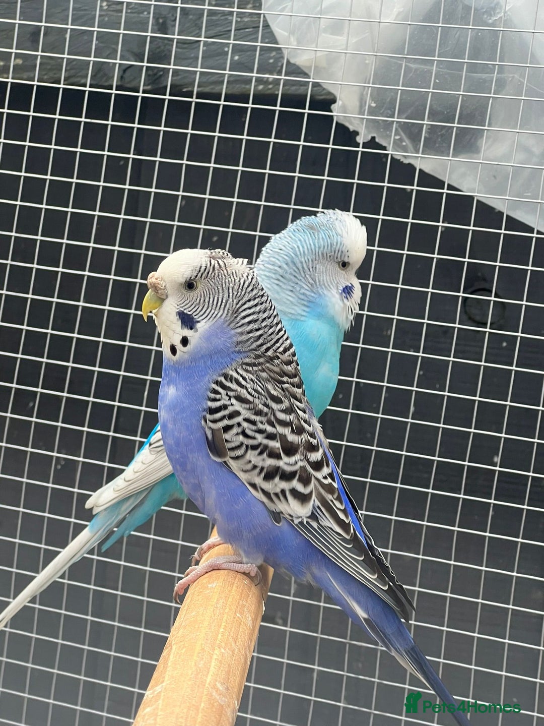Budgerigars birds for sale: Budgies with flight cage  - Image 3