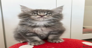 Maine Coon cats Pedigree TICA Registered Maine Coon Large - Advert 4