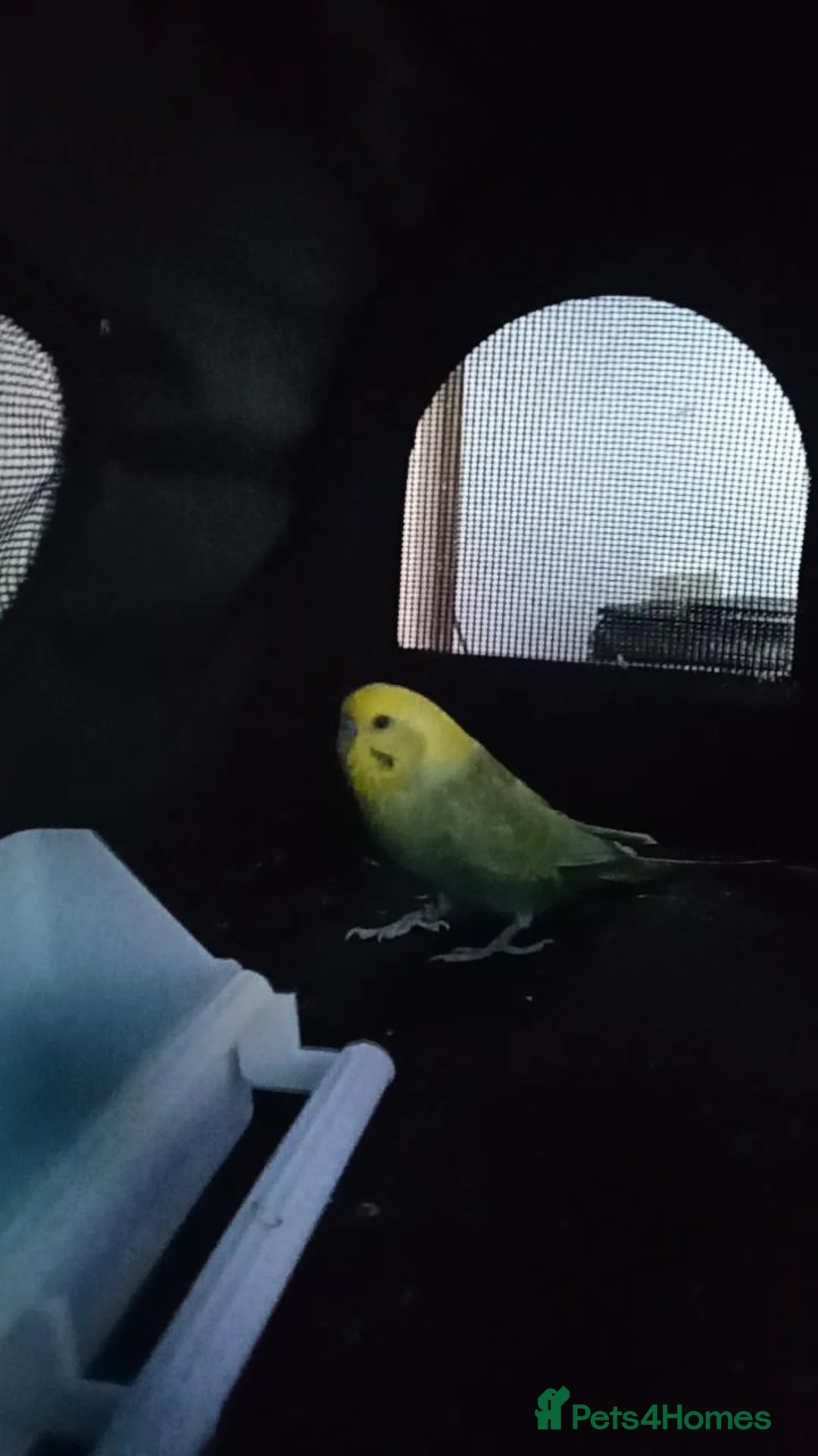 Budgerigars birds for sale: budgie looking for an experienced home  - Advert 6