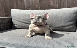 French Bulldog dogs for sale: French Bulldog Puppies–4 Girls & 2 Boys READY NOW  in Walton-on-Thames - Image 10