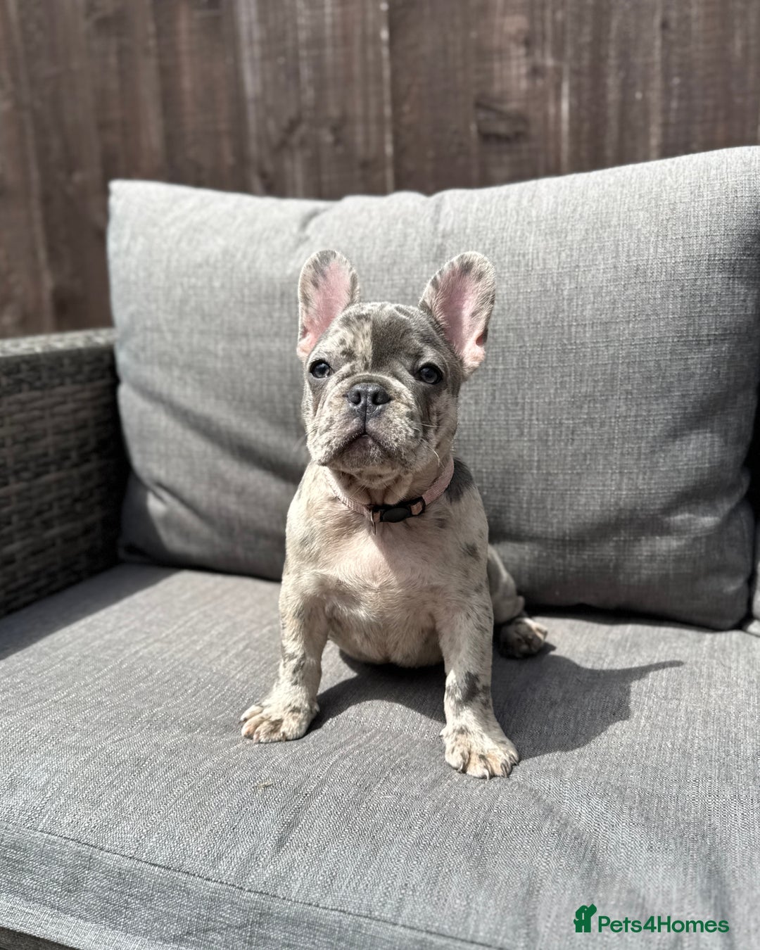 French Bulldog dogs for sale: French Bulldog Puppies–4 Girls & 2 Boys READY NOW  in Walton-on-Thames - Image 10