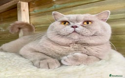 British Shorthair cats for sale: RETIRED STUD CHAMPION FAWN BSH - Image 4