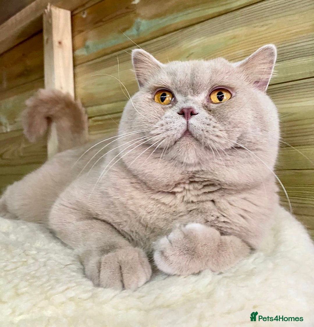 British Shorthair cats for sale: RETIRED STUD CHAMPION FAWN BSH - Image 4