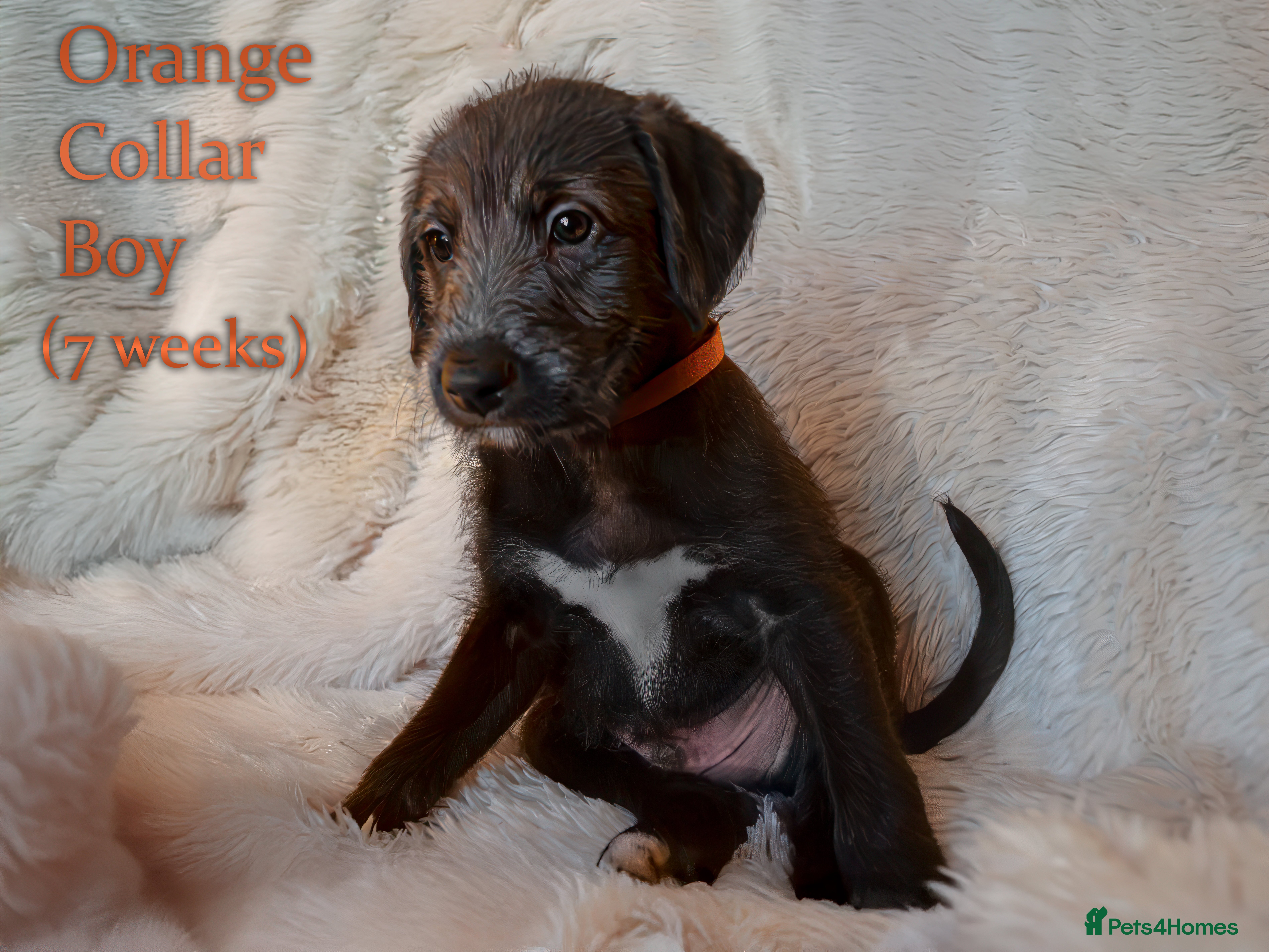 Mixed Breed dogs Beautiful bedlington whippet x lurcher puppies! - Advert 5