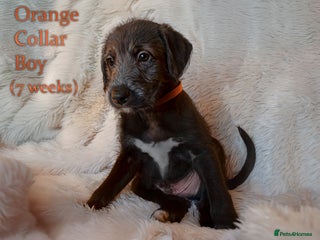 Mixed Breed dogs Beautiful bedlington whippet x lurcher puppies! - Advert 4