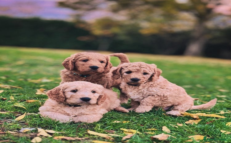 Mini Goldendoodle dogs - Advert 1