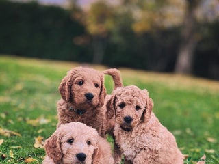 Mini Goldendoodle dogs - Advert 1