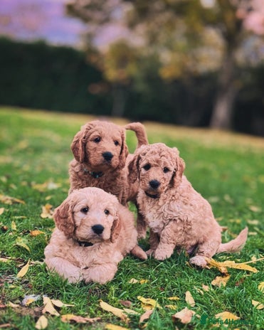 Mini Goldendoodle dogs - Advert 1