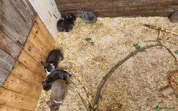 Mixed Breed rabbits for sale: 3 male lion head cross Dutch left  - Image 1