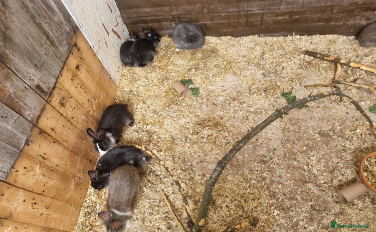 Mixed Breed rabbits - Advert 14