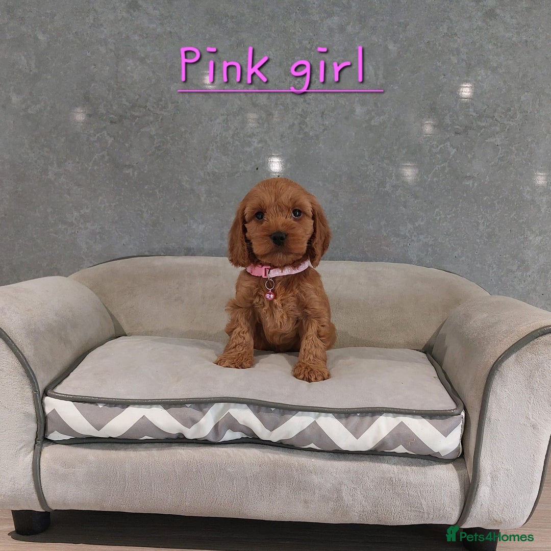 Cockapoo dogs for sale: Beautiful Red F1 Cockapoo puppies - Image 4