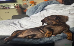Miniature Dachshund dogs for sale: Stunning mini sausages!  - Image 5
