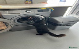 Mixed Breed cats for sale: Kitten  - Image 4