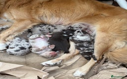 Border Collie dogs for sale: Beautiful Red Merle & Red Border Collie Puppies - Advert 3