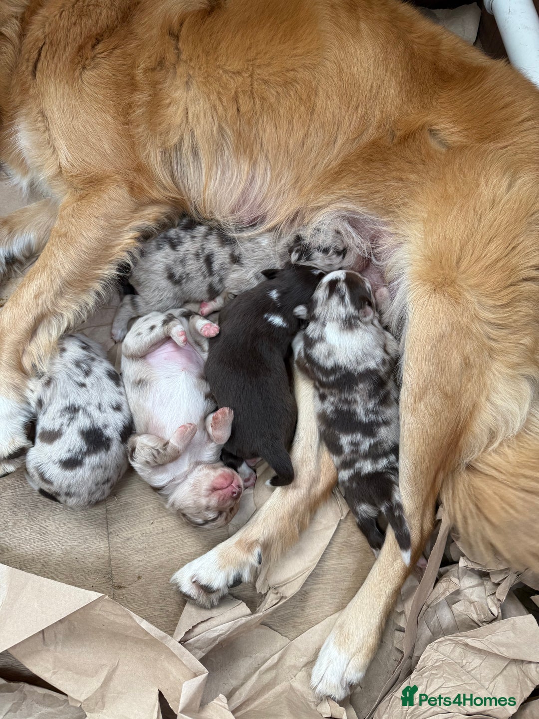 Border Collie dogs for sale: Beautiful Red Merle & Red Border Collie Puppies - Advert 3