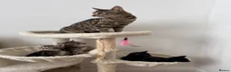 Mixed Breed cats for sale: Pudding, black male kitten with stripes.  - Advert 6