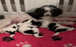 Miniature Poodle dogs for sale: Parti Miniature Poodles - Image 1