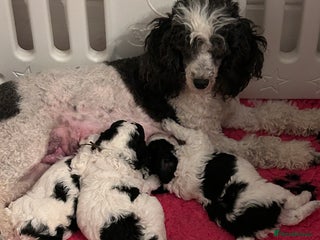 Miniature Poodle dogs - Advert 10