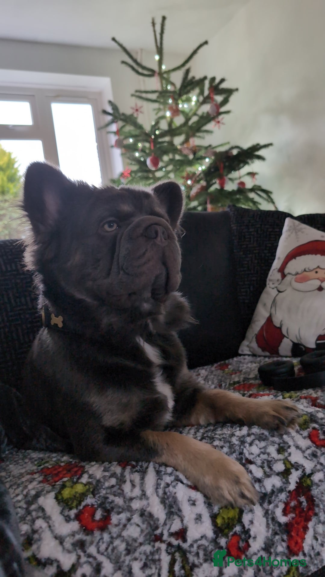 French Bulldog dogs for stud: Fluffy  **  frenchie available for stud - Advert 2