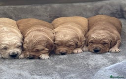 Golden Retriever dogs for sale: Beautiful KC Registered Golden Retrievers for Sale - Image 10