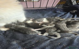 Maine Coon cats for sale: Stunning Xl Mainecoon Kittens  - Image 2