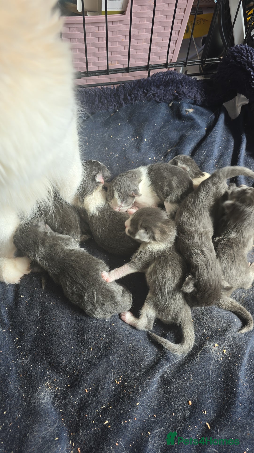 Maine Coon cats for sale: Stunning Xl Mainecoon Kittens  - Image 2