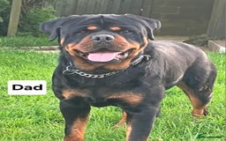 Rottweiler dogs for sale: Chunky Rottweiler Puppies  - Image 28