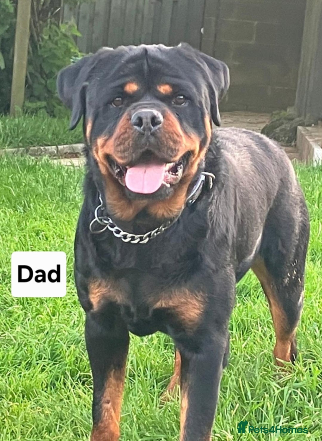 Rottweiler dogs for sale: Chunky Rottweiler Puppies  - Image 28