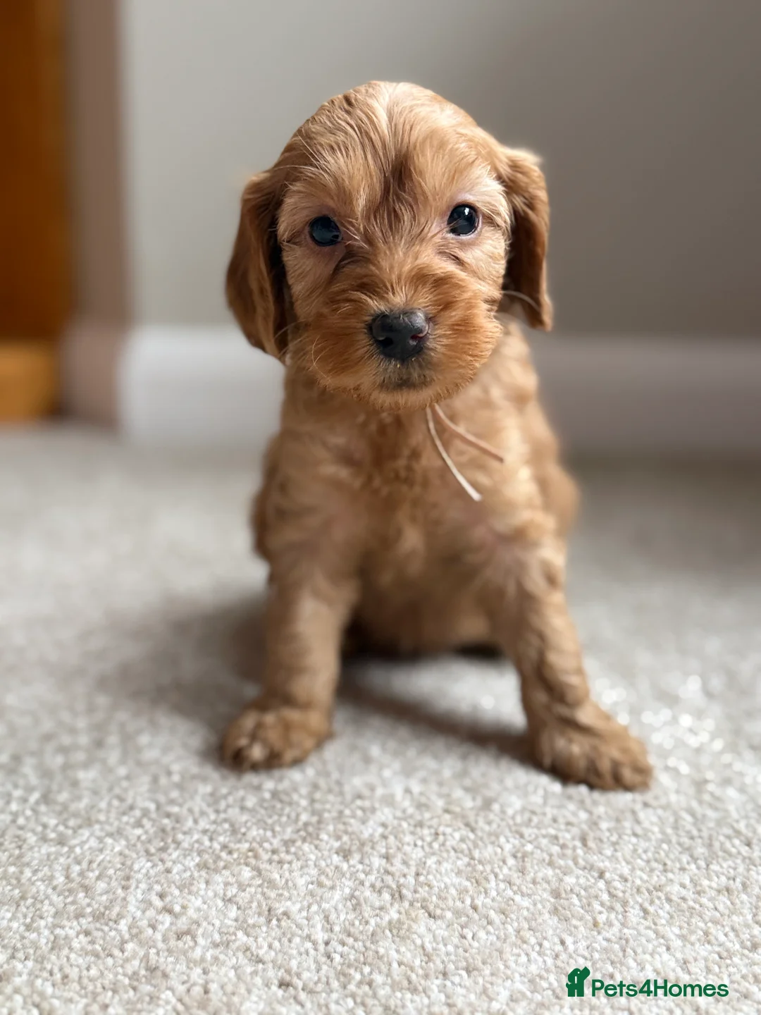 Cockapoo dogs for sale: Cockapoo puppies 3 Girls available  - Advert 2