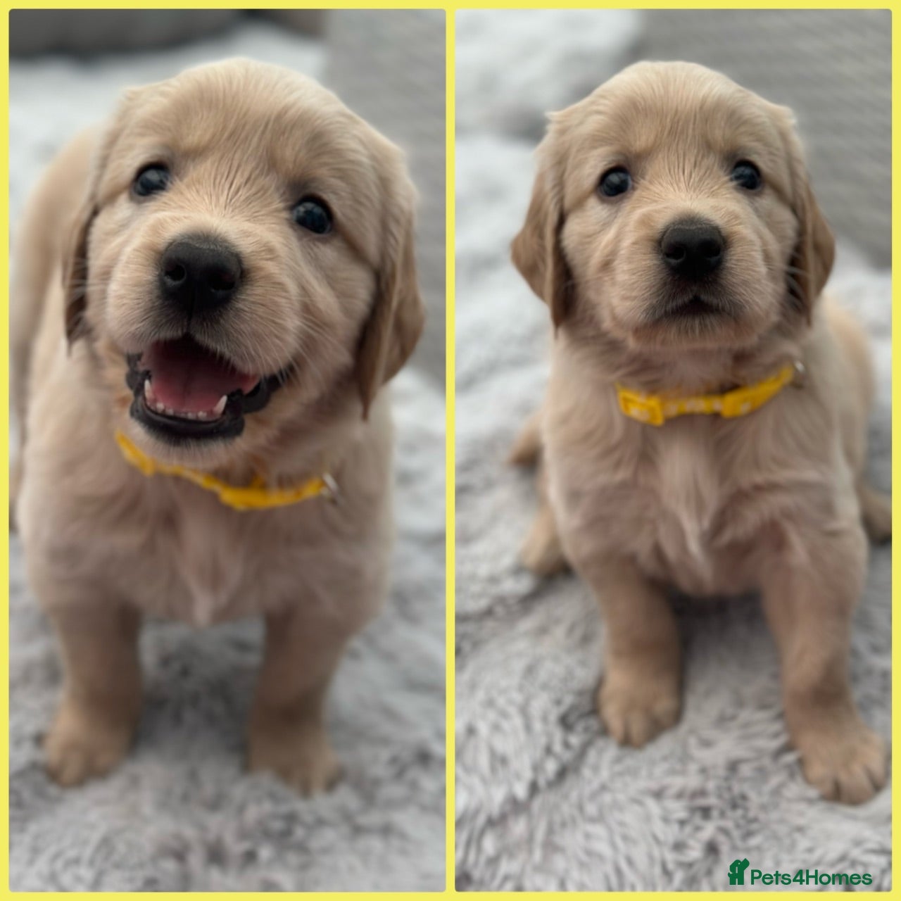 Golden Retriever dogs *Beautiful Golden retriever puppies* - Advert 1