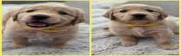 Golden Retriever dogs for sale: *Beautiful Golden retriever puppies* - Advert 1