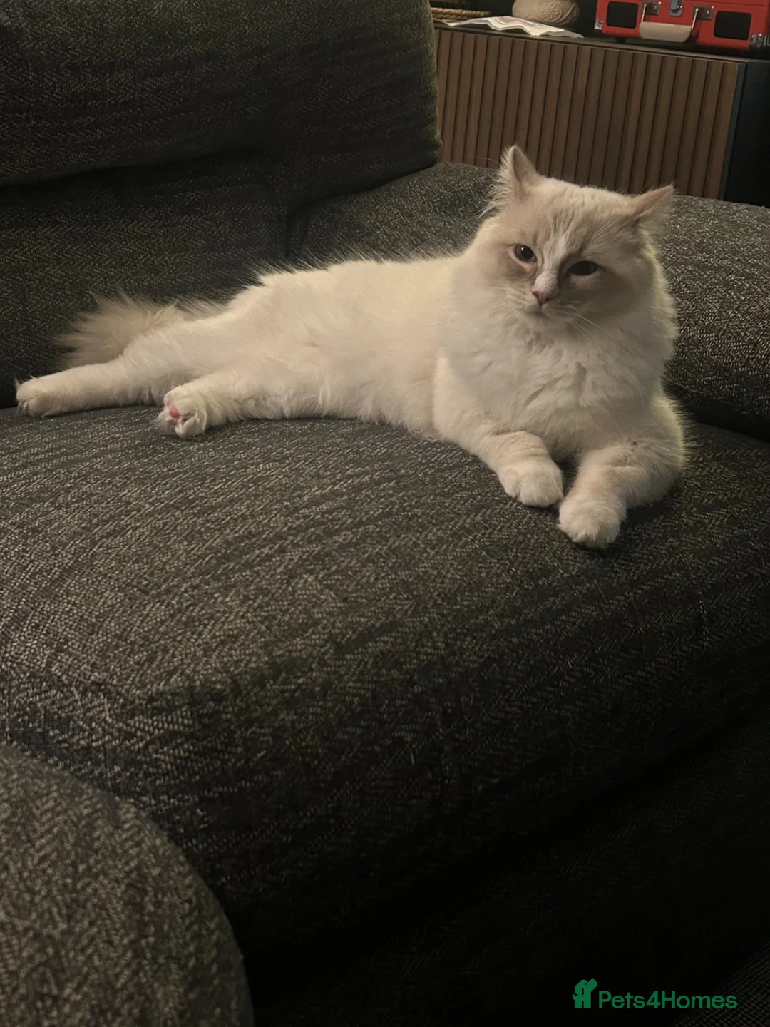 Ragdoll cats for sale: 3 male ragdoll kittens for sale  - Advert 11