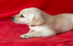 Labrador Retriever dogs for sale: Beautiful chunky Labrador pups NOW READY - Image 13