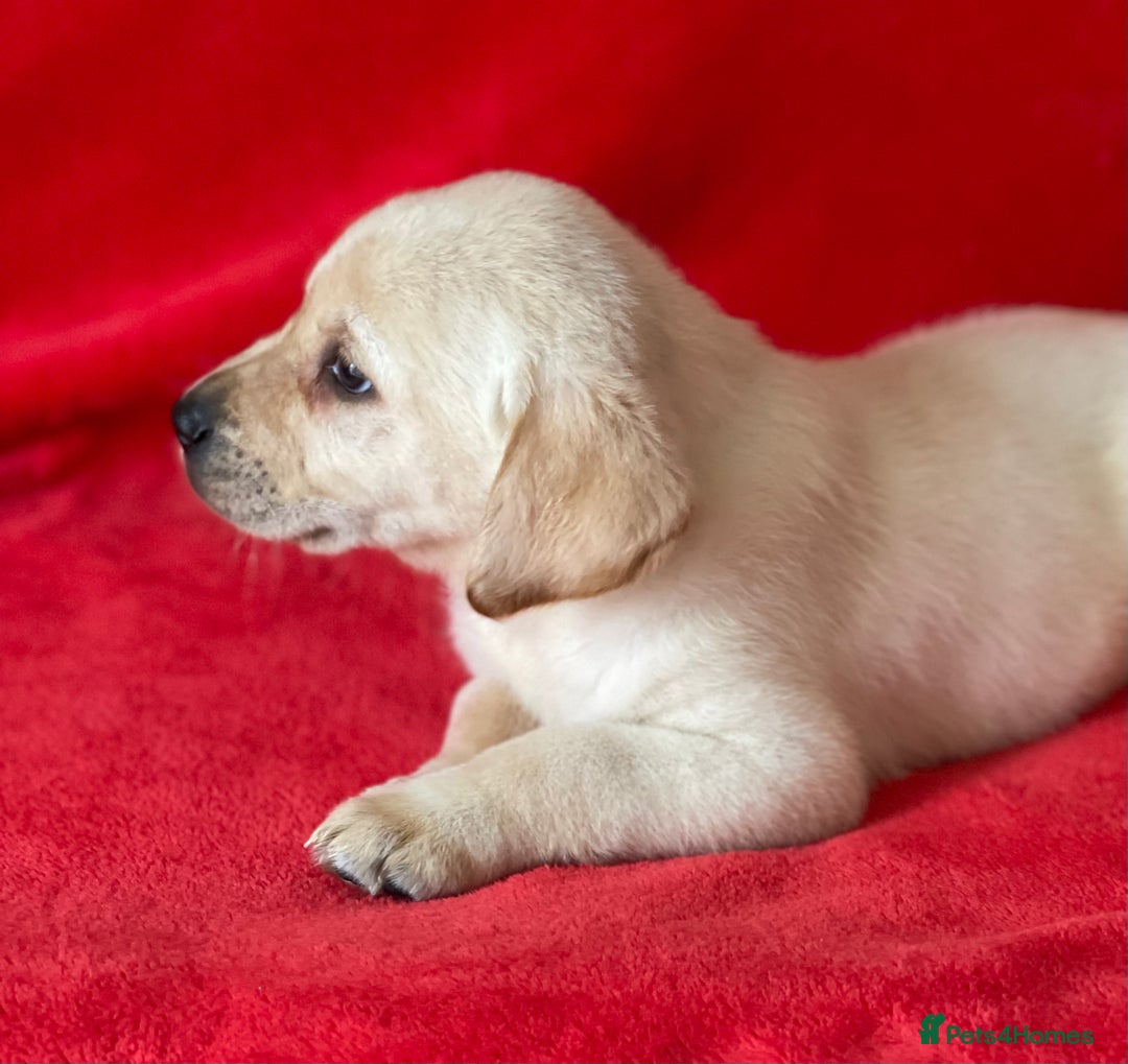 Labrador Retriever dogs for sale: Beautiful chunky Labrador pups NOW READY - Image 13
