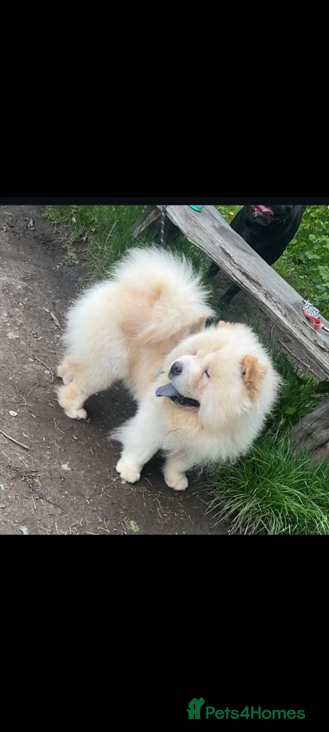 Chow Chow dogs for sale: Chow chow  - Advert 6