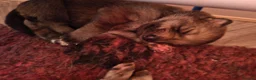 Mixed Breed dogs for sale: Northern Inuit Puppy - Advert 6