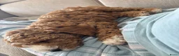 Cockapoo dogs for sale: Cockapoo f1b  - Advert 5