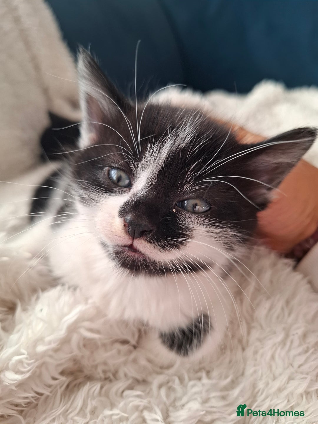 Mixed Breed cats for sale: Tabby/British short hair - Advert 5