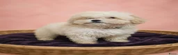 Maltipoo dogs for sale: Health tested parents Maltipoo puppies - Advert 4