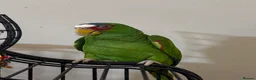 Parrots birds for sale: Amazon white fronted in Slough - Advert 3