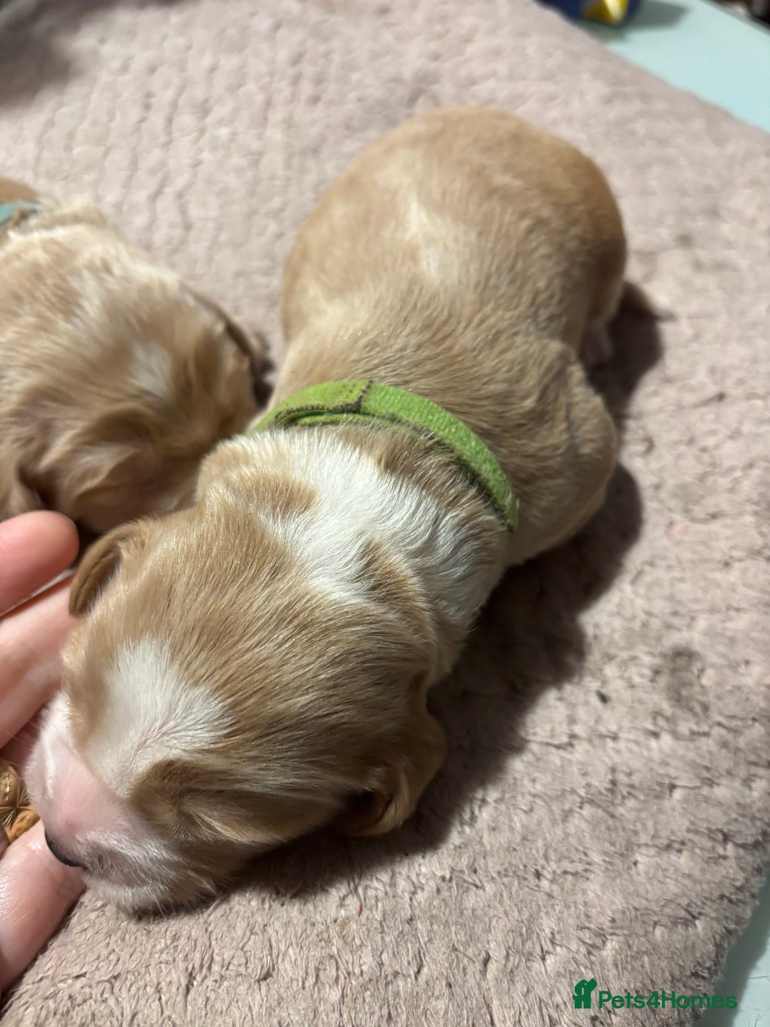Cocker Spaniel dogs for sale: 6 beautiful cocker spaniels ALL DEPOSIT PAiD - Advert 25