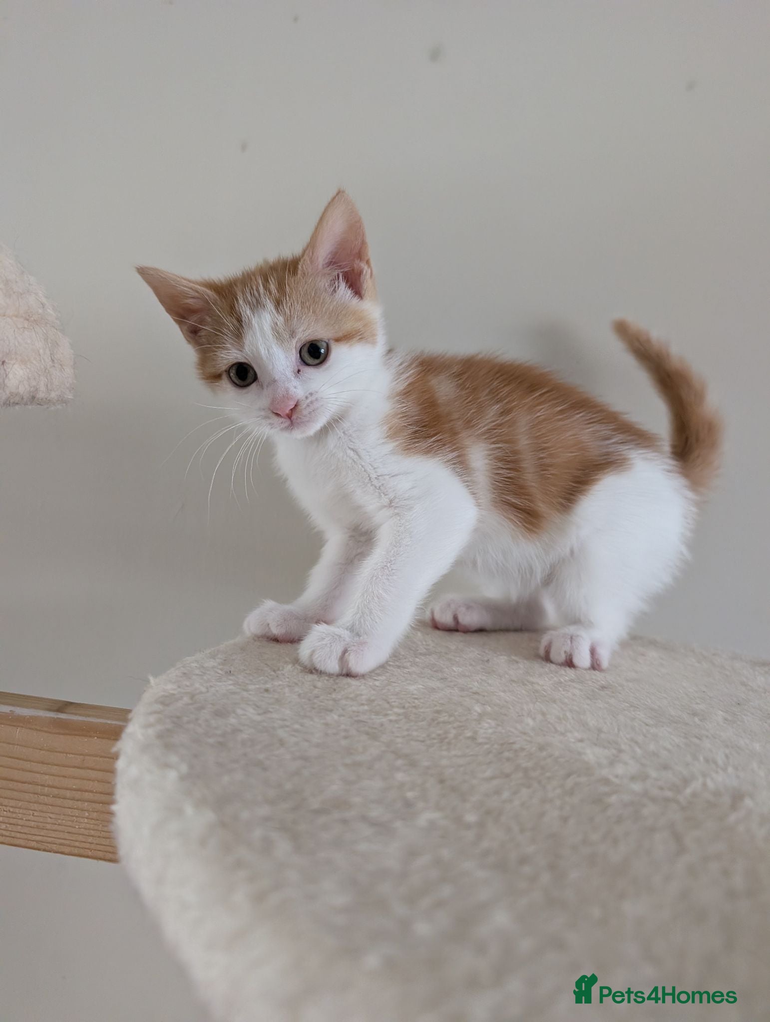 Mixed Breed cats Gorgeous female Kittens for sale - Advert 1