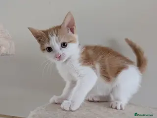 Mixed Breed cats Gorgeous female Kittens for sale - Advert 1