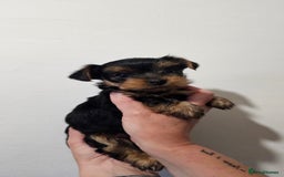 Yorkshire Terrier dogs for sale: 1 Male , Miniature Yorkshire  in Manchester - Image 11