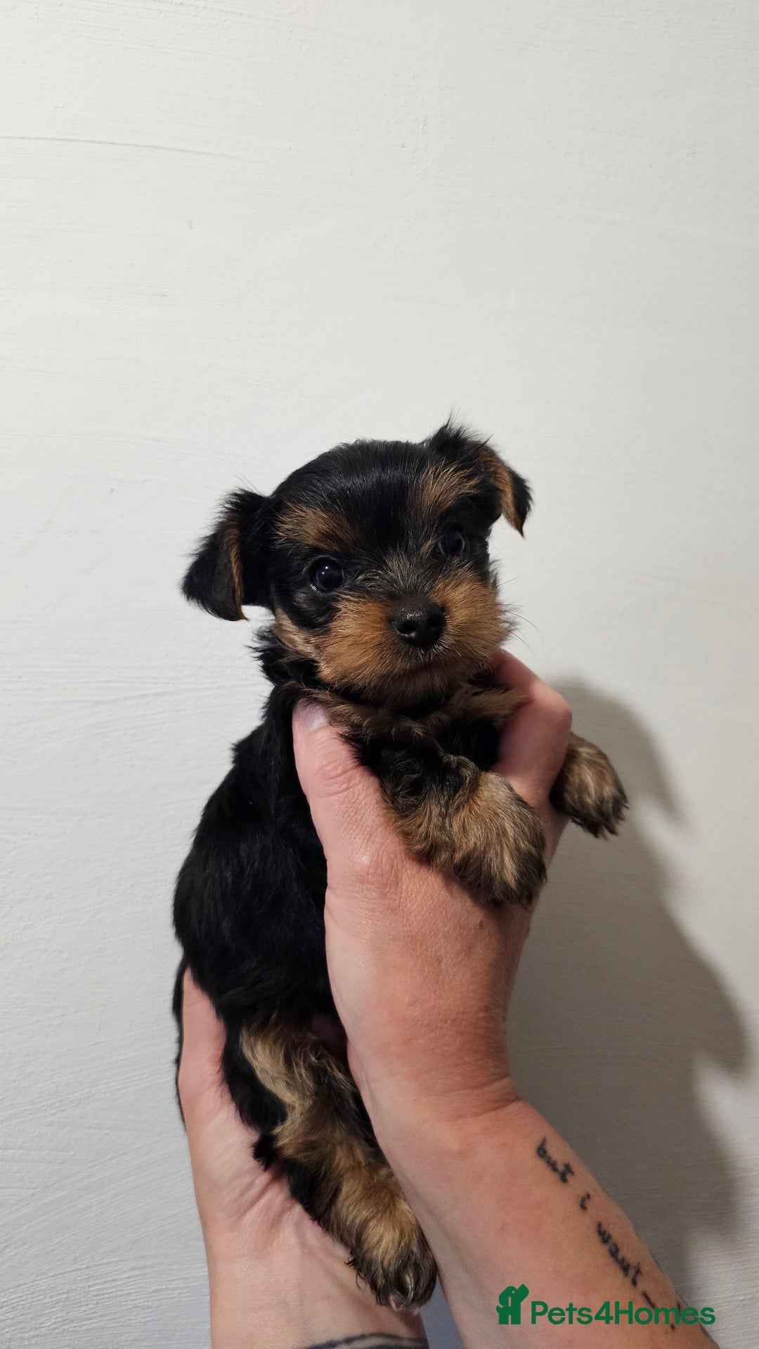 Yorkshire Terrier dogs for sale: 1 Male , Miniature Yorkshire  in Manchester - Image 11