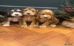 Cocker Spaniel dogs for sale: Gorgeous KC Show Cocker Spaniel Puppies - Advert 1
