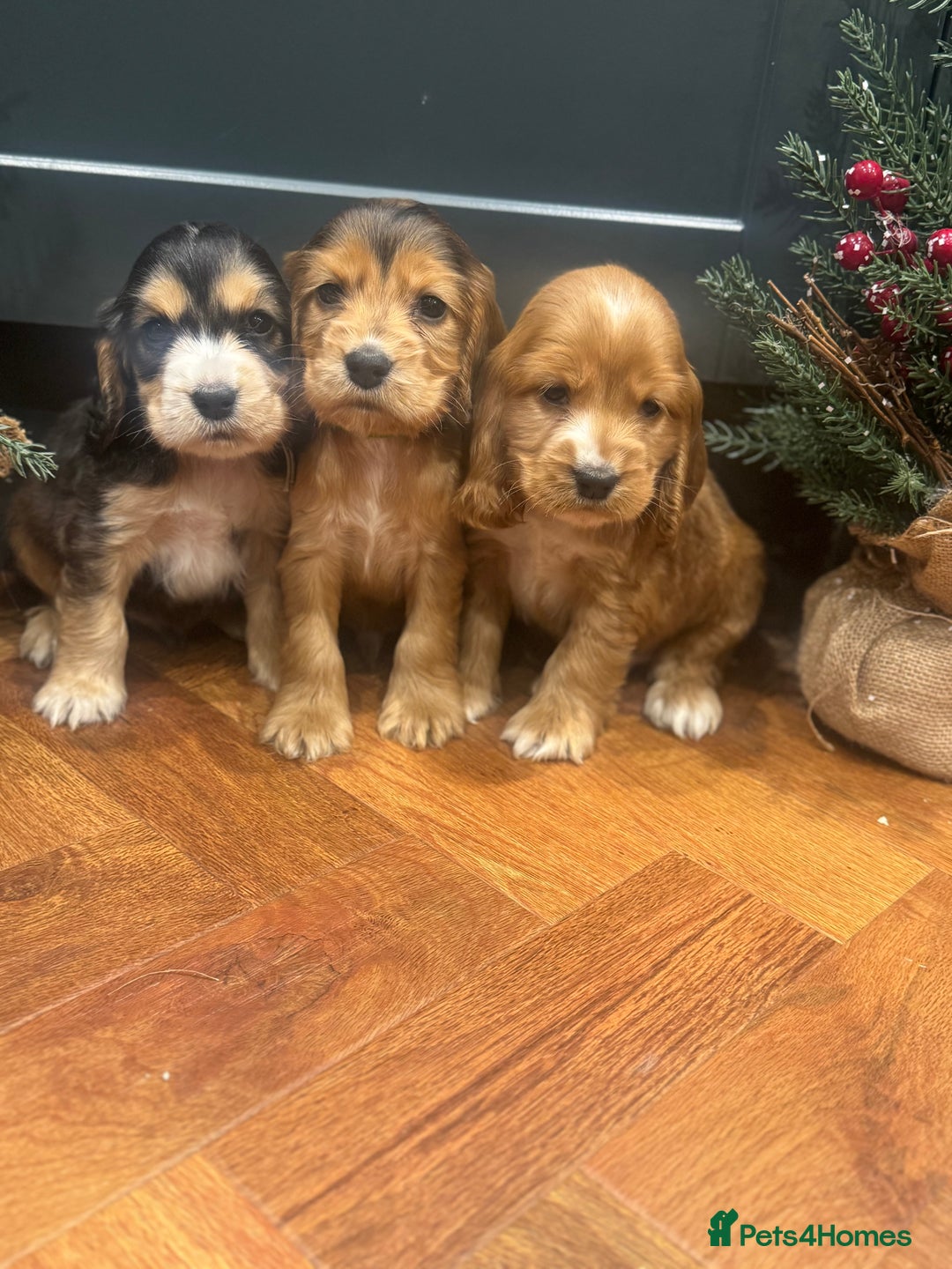 Cocker Spaniel dogs for sale: Gorgeous KC Show Cocker Spaniel Puppies - Advert 1